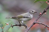 Cape May Warbler